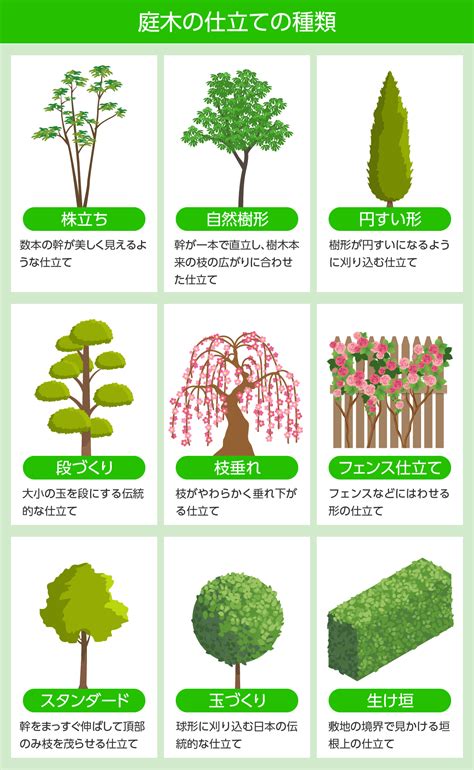 樹型種類|樹形(ジュケイ)とは？ 意味や使い方